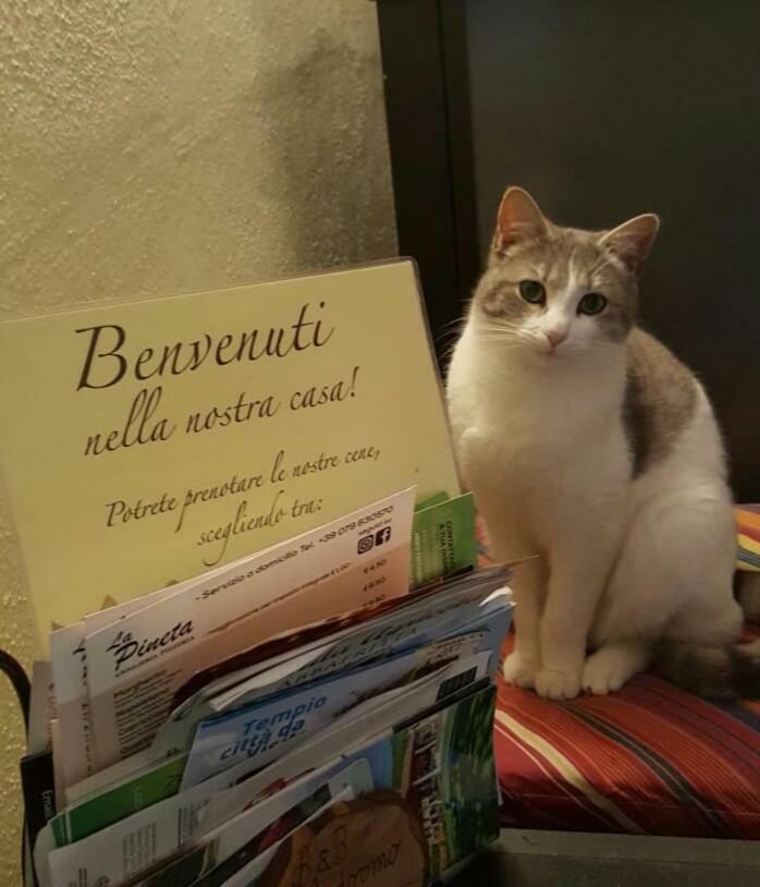 B&B Meladormo Tempio Pausania Buitenkant foto